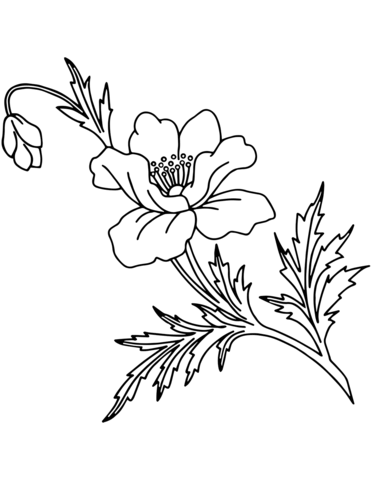 Coloring page poppy branch